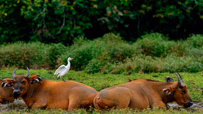 Safari Ultime à Odzala-Kokoua (10 Jours)